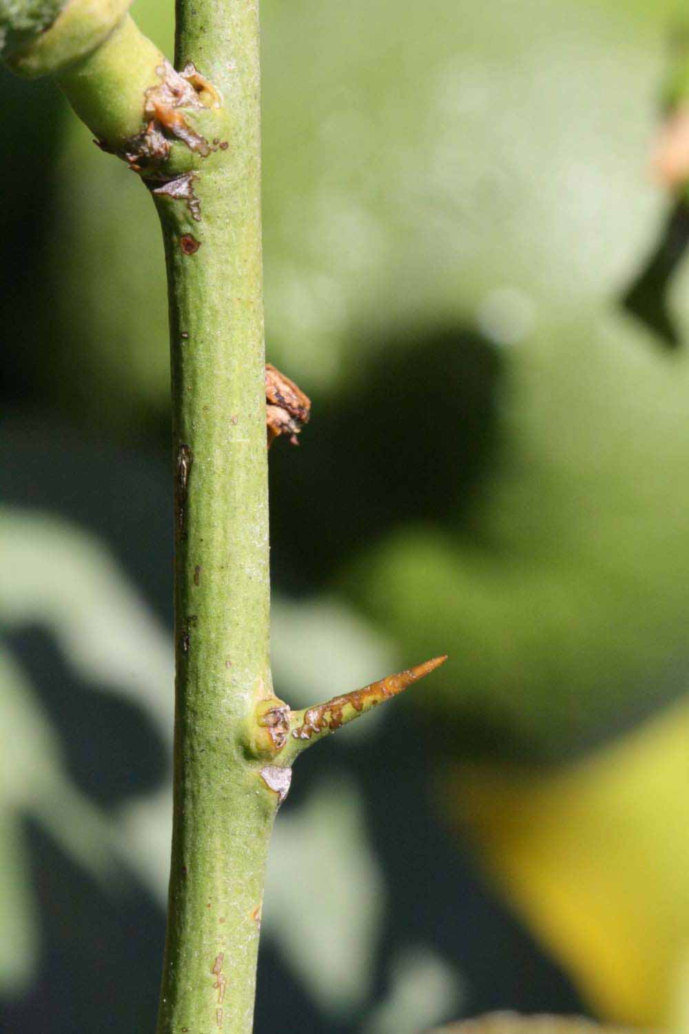            First year twig (Riverside, CA)   
